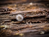 Kugelspringer (Sminthuridae, Collembola) von dem erst kürzlich entdeckten Pilz Pandora batellata parasitiert. Kugelspringer sind sehr klein, sie werden nur 0,5 bis 2 mm groß.